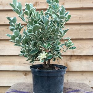 Euonymus japonicus 'Kathy'