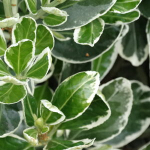 Euonymus japonicus 'Kathy' - Image 2