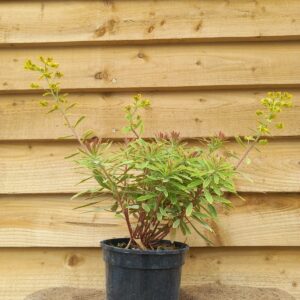 Euphorbia x martini 'Ascot Rainbow'