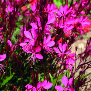 Gaura lindheimeri ‘Gambit Rose’ - Image 2