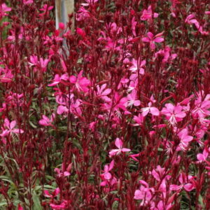 Gaura lindheimeri ‘Gambit Rose’ - Image 3