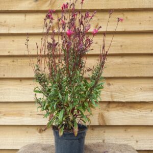 Gaura lindheimeri ‘Gambit Rose’