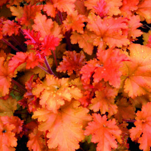 Heuchera 'Marmalade' - Image 2