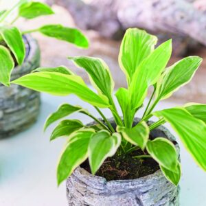 Hosta 'So Sweet' - Image 2