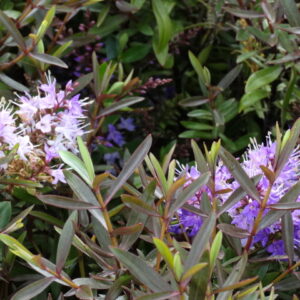 Hebe 'Great Orme' - Image 2