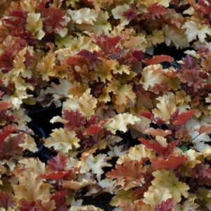 Heuchera 'Marmalade' - Image 3