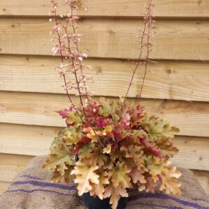 Heuchera 'Marmalade'