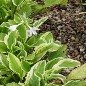 Hosta 'So Sweet' - Image 3