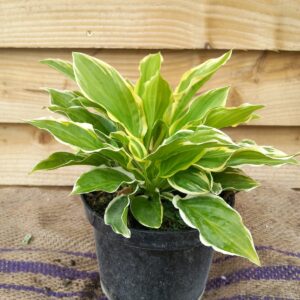Hosta 'So Sweet'