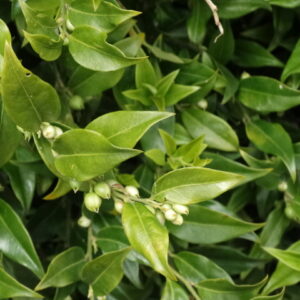 Osmanthus x burkwoodii - Image 2