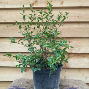 Osmanthus x burkwoodii