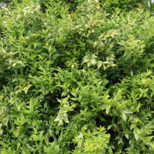 Osmanthus x burkwoodii - Image 3