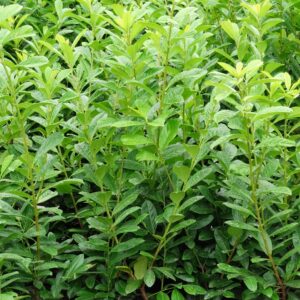 Prunus laurocerasus ‘Novita’ - Image 2