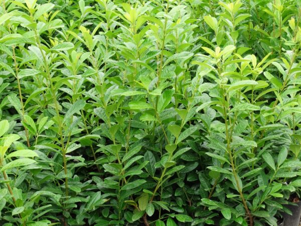 Prunus laurocerasus ‘Novita’