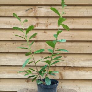 Prunus laurocerasus ‘Novita’