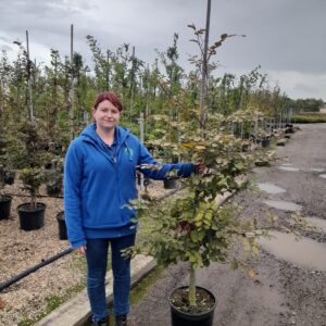 Fagus sylvatica 'Purpurea' 6/8cm