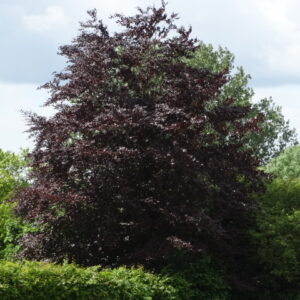 Fagus sylvatica 'Purpurea' 6/8cm - Image 2