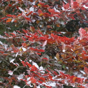 Fagus sylvatica 'Purpurea' 6/8cm - Image 3