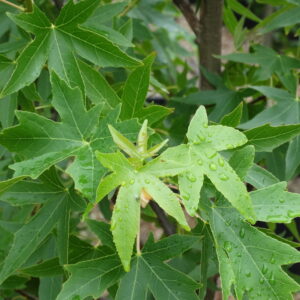 Liquidambar sty. 'Worplesdon' 6/8cm - Image 2