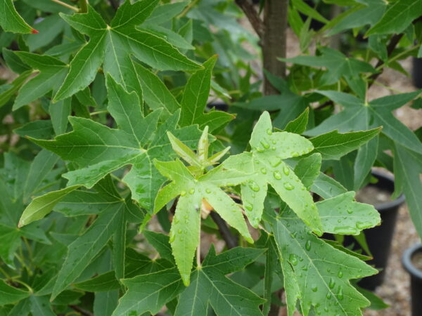 Liquidambar sty. 'Worplesdon' 6/8cm