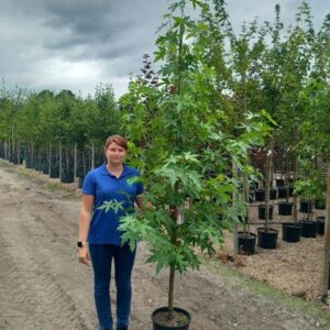 Liquidambar sty. 'Worplesdon' 6/8cm