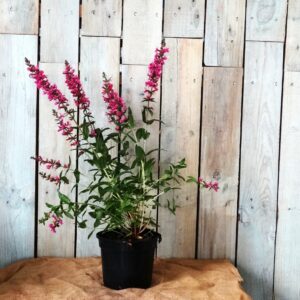 Lythrum salicaria 'Pink Blush'