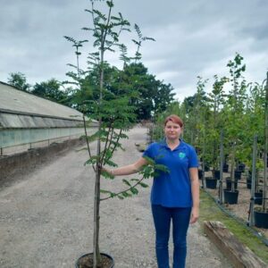Sorbus aucuparia 'Sunshine' 6/8cm