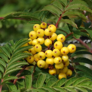 Sorbus aucuparia 'Sunshine' 6/8cm - Image 2