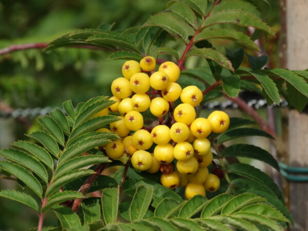 Sorbus aucuparia 'Sunshine' 6/8cm