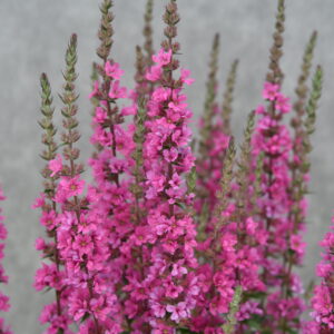 Lythrum salicaria 'Pink Blush' - Image 2