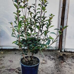 Photinia x fraseri 'Robusta Compacta'
