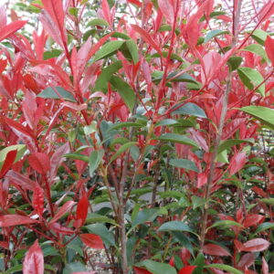 Photinia x fraseri 'Robusta Compacta' - Image 2