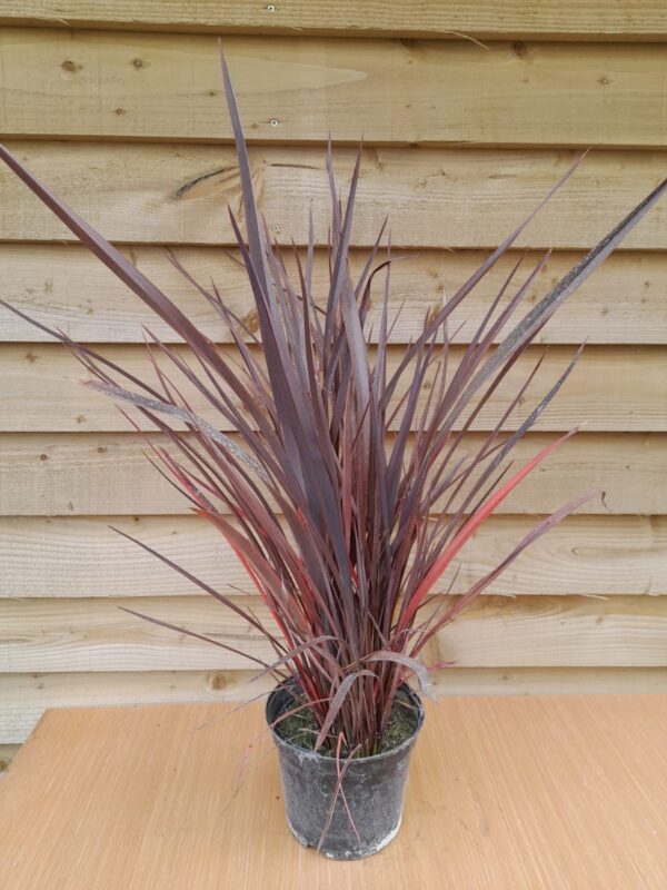Phormium 'Amazing Red'