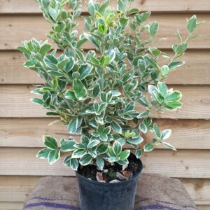 Euonymus japonicus 'President Gauthier' | Frost's Nurseries