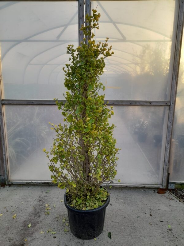 Ginkgo biloba fastigiata 'Blagon'