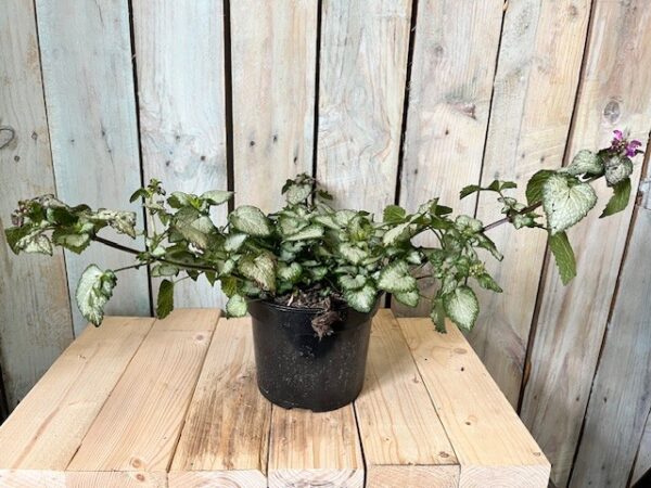 Lamium maculatum 'Purple Dragon'