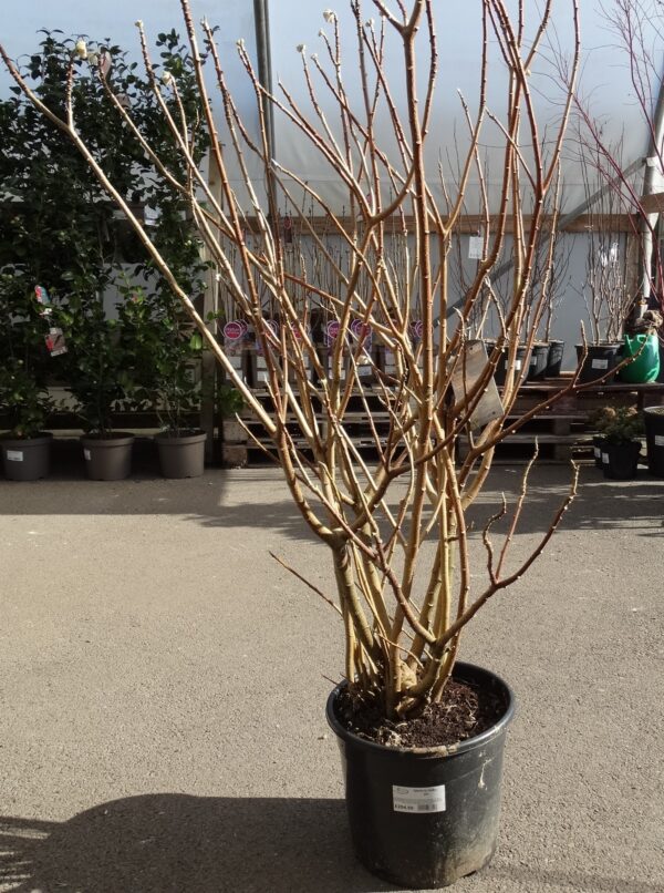 Edgeworthia chrysantha 'Grandiflora'
