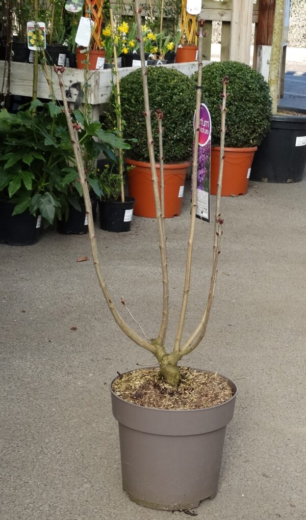 Syringa vulgaris 'Glory of Horstenstein'