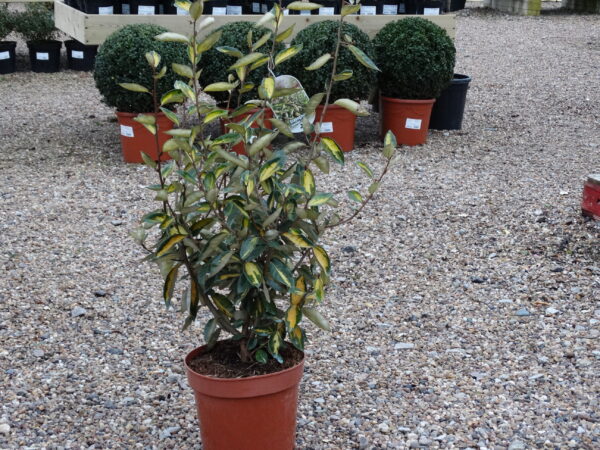 Elaeagnus x ebbingei 'Limelight'