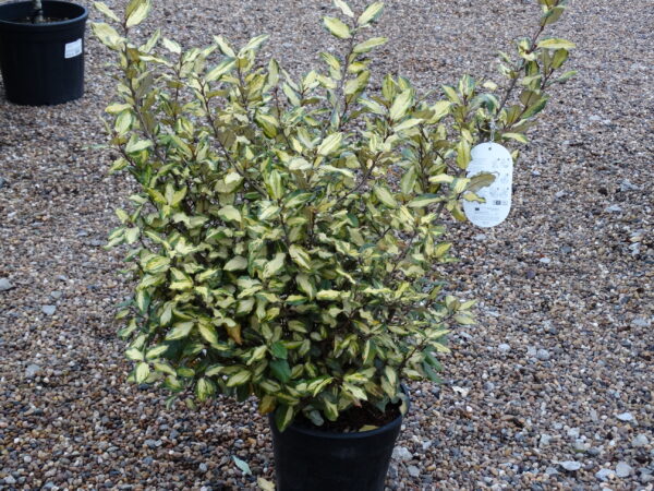 Elaeagnus x ebbingei 'Maryline'