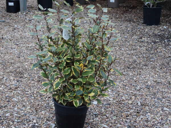 Elaeagnus x ebbingei 'Viveleg'