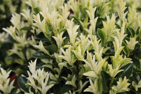 Euonymus japonica 'Paloma Blanca'