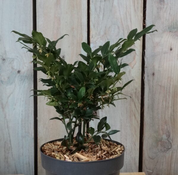 Sarcococca confusa