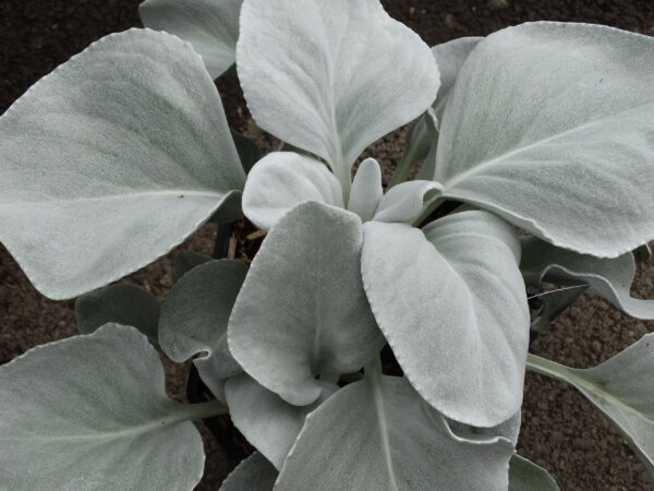 Senecio candicans 'Angel Wings'