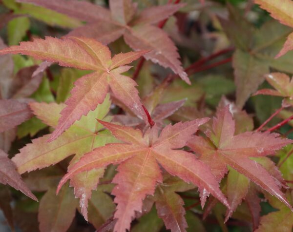 Acer palmatum 'Beni-maiko'