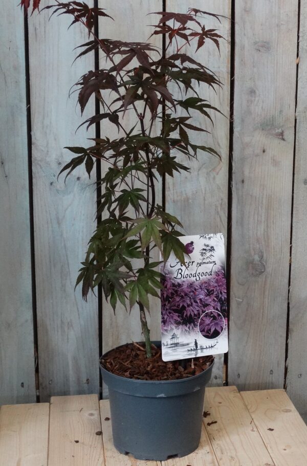 Acer palmatum 'Bloodgood'