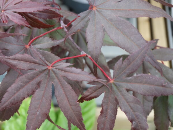 Acer palmatum 'Bloodgood'