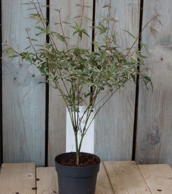 Acer palmatum 'Butterfly'