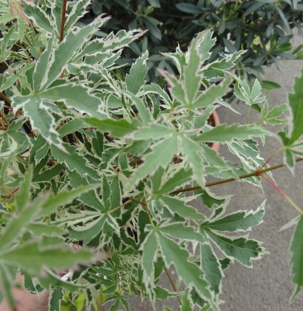 Acer palmatum 'Butterfly'
