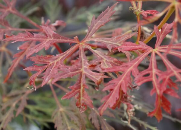 Acer palmatum dissectum 'Emma'